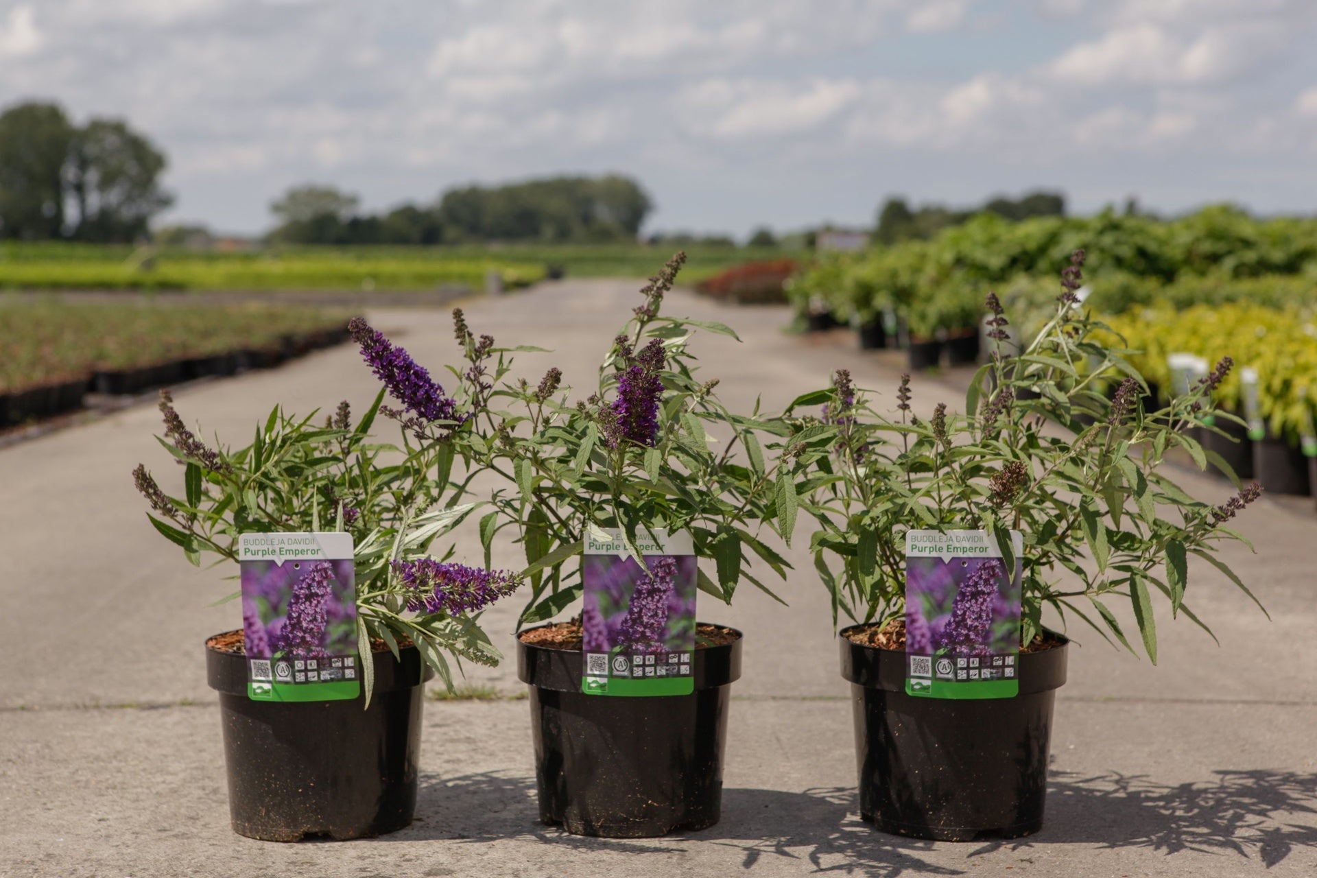 Buddleja davidii 'Purple Emperor'