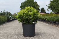 Chamaecyparis obtusa LUCAS©