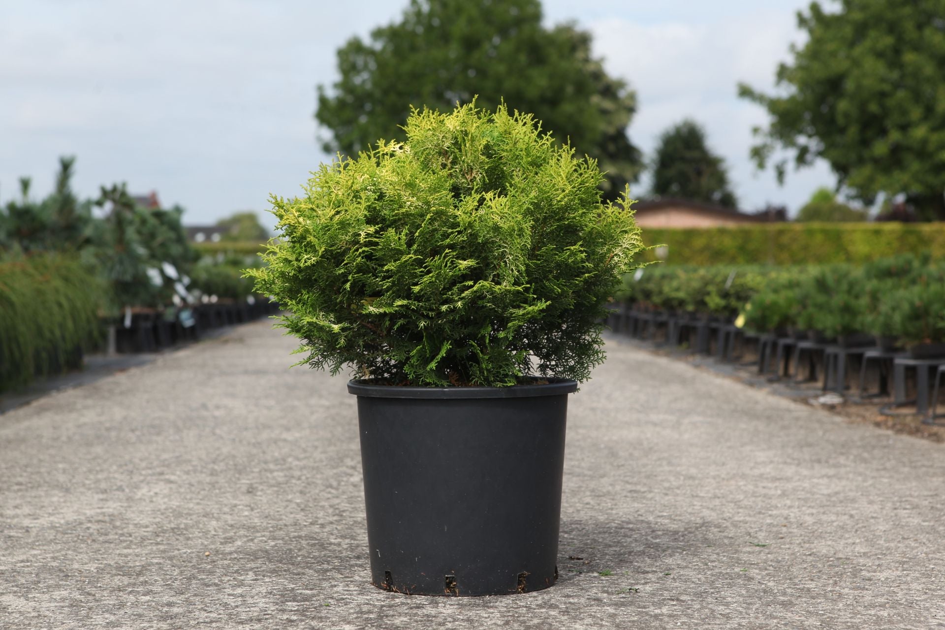 Chamaecyparis obtusa LUCAS©