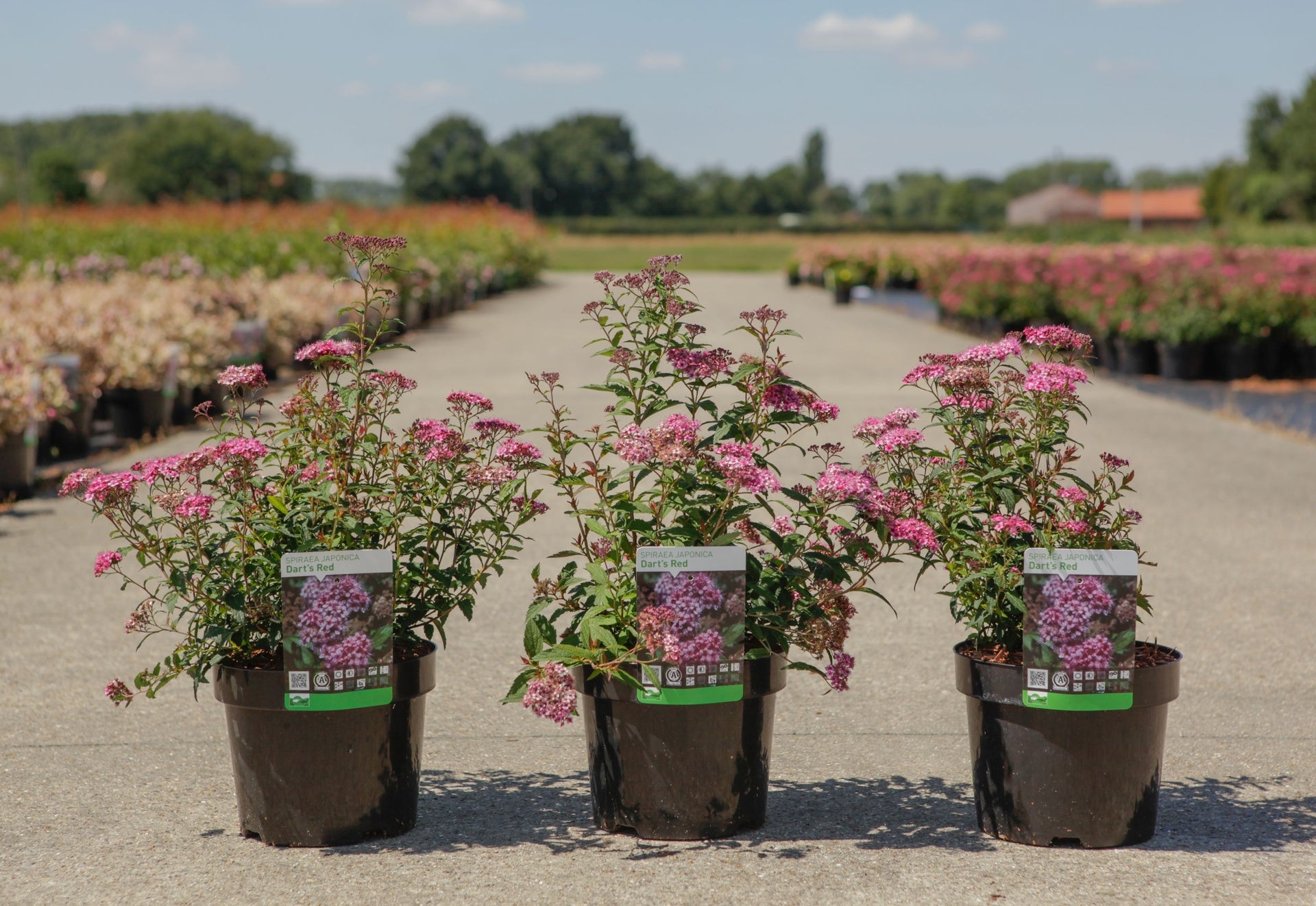 Spiraea japonica 'Darts Red'