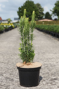Cephalotaxus harringtonia 'Fastigiata'