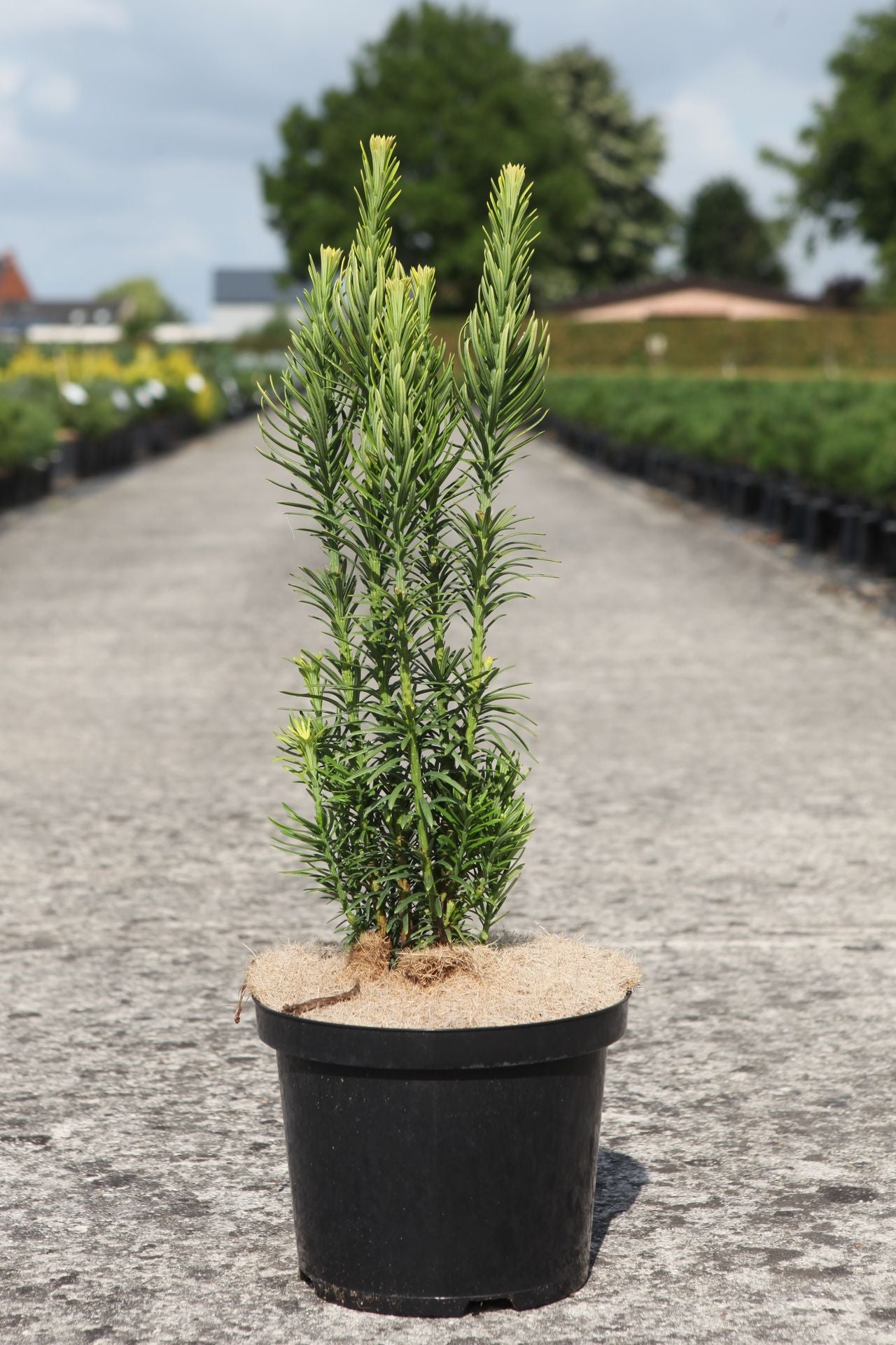 Cephalotaxus harringtonia 'Fastigiata'