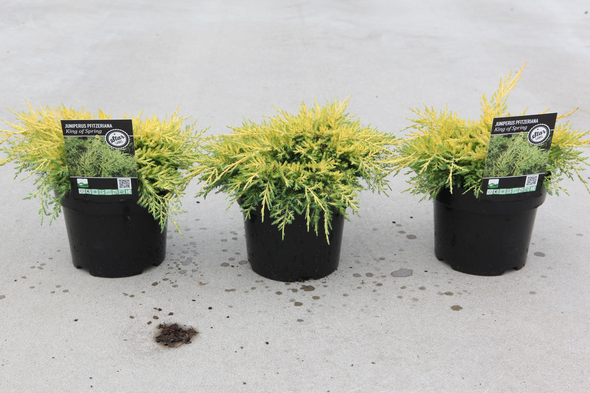 Juniperus pfitzeriana 'King of Spring'