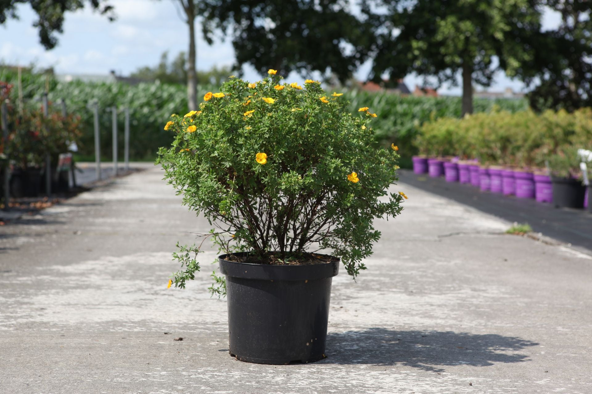 Potentilla fruticosa First Editions© MANDARIN TANGO (PBR)