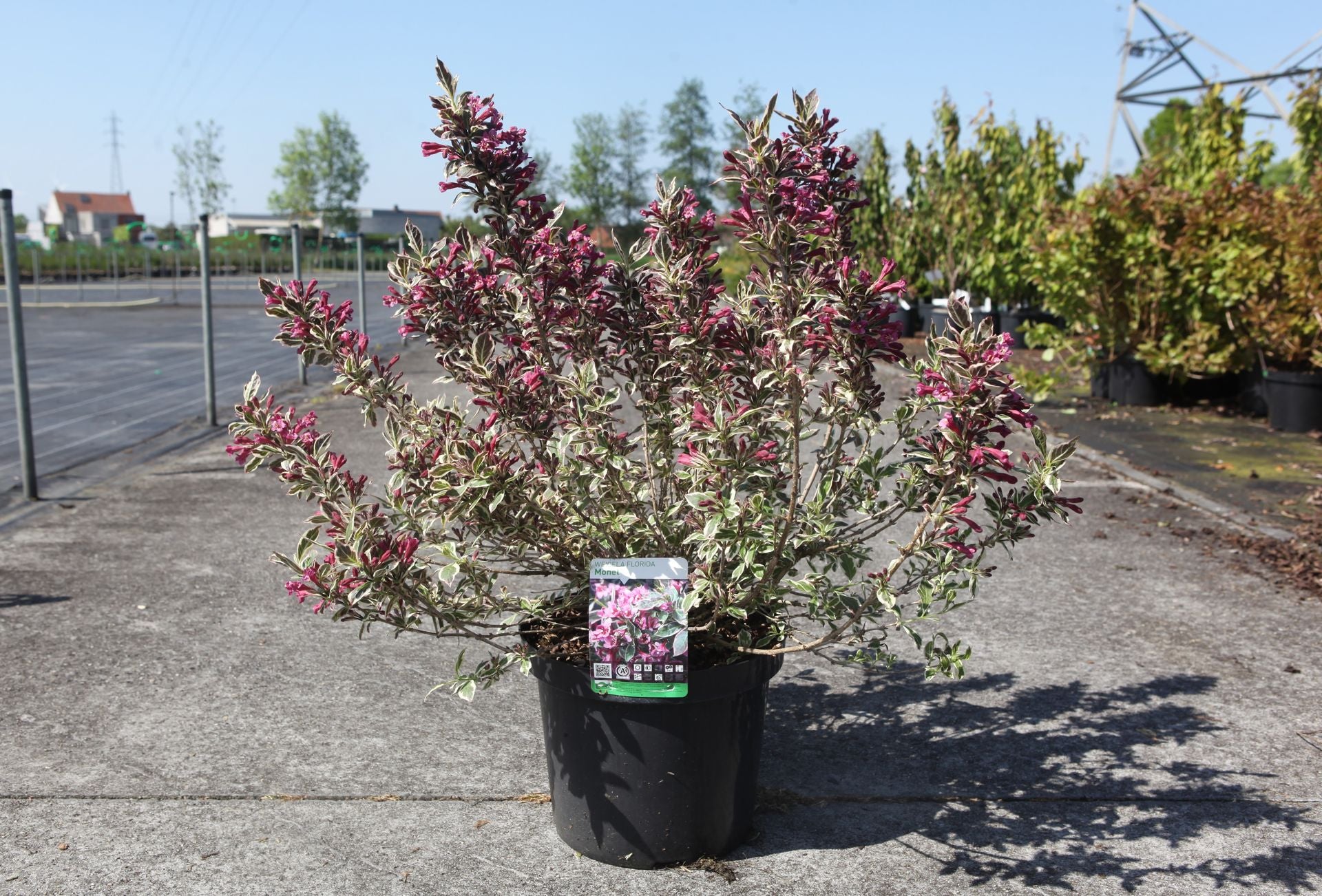 Weigela florida MONET (PBR)