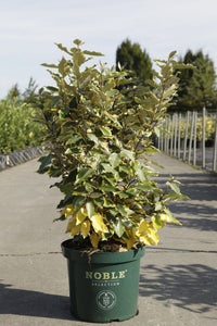 Elaeagnus ebbingei 'Viveleg' (PBR)