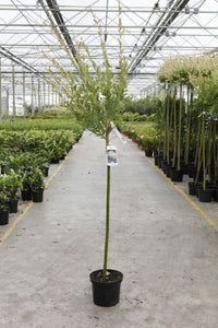 Salix integra 'Hakuro-nishiki'