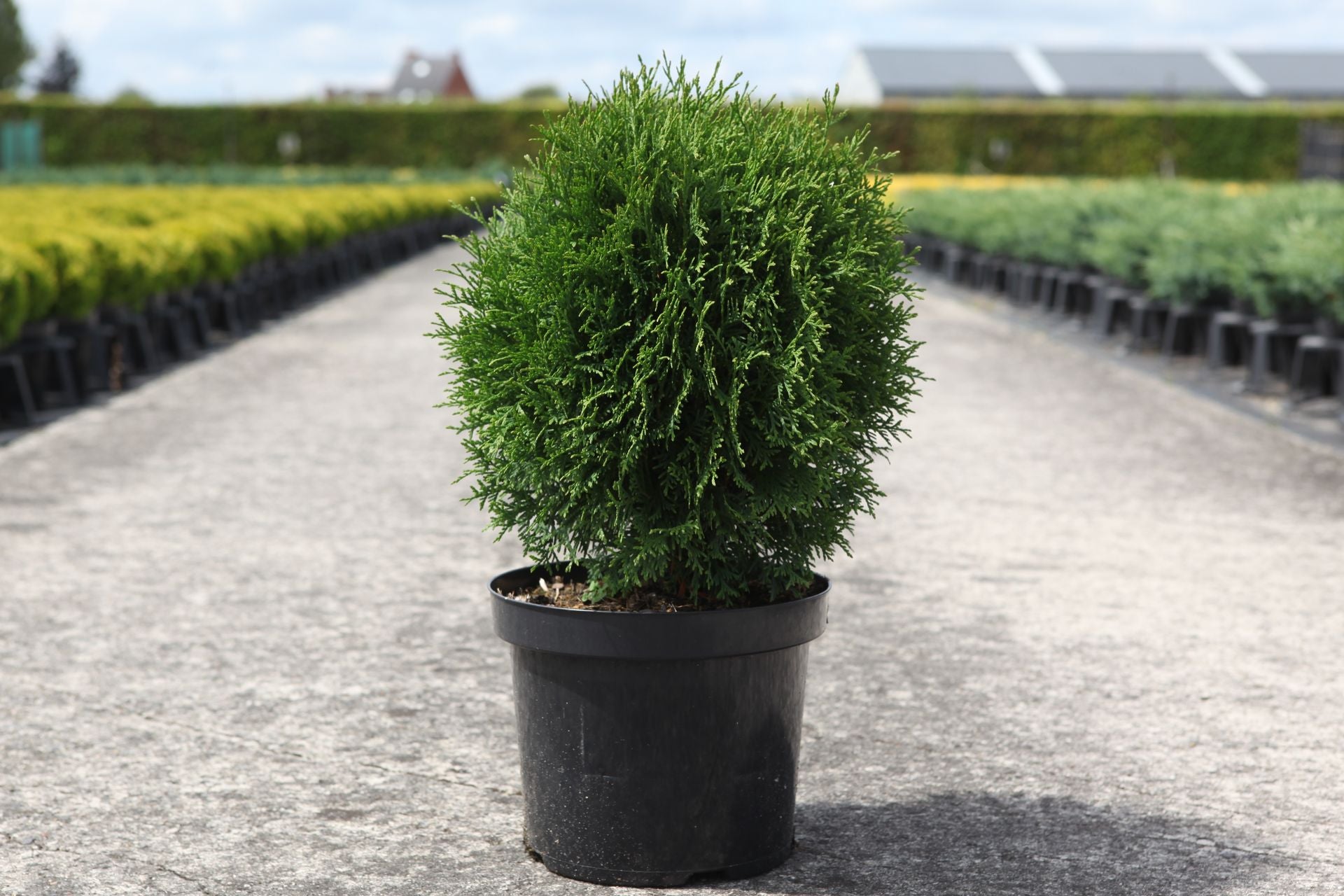 Thuja occidentalis 'Green Egg'