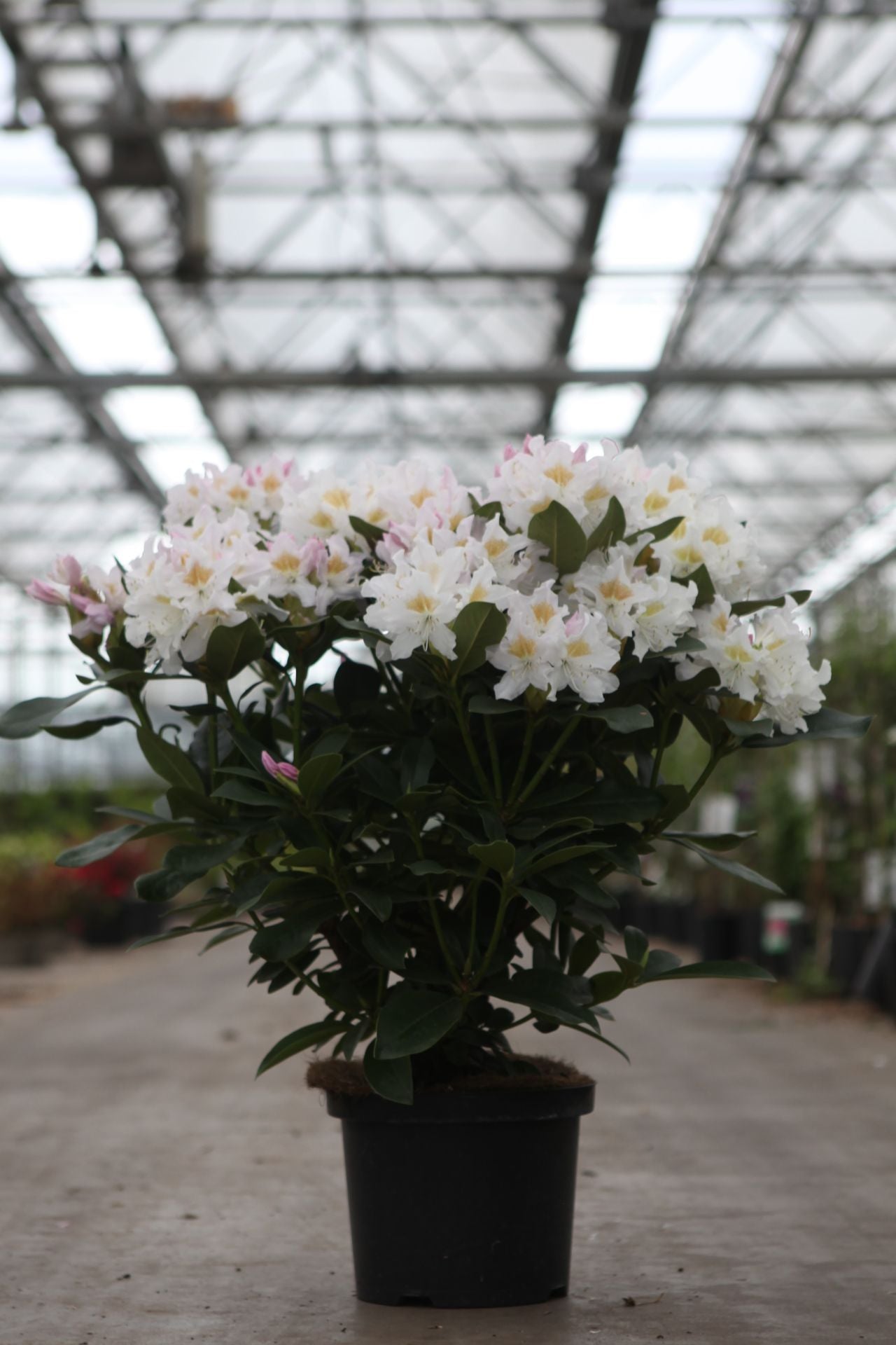 Rhododendron 'Cunningham's White'
