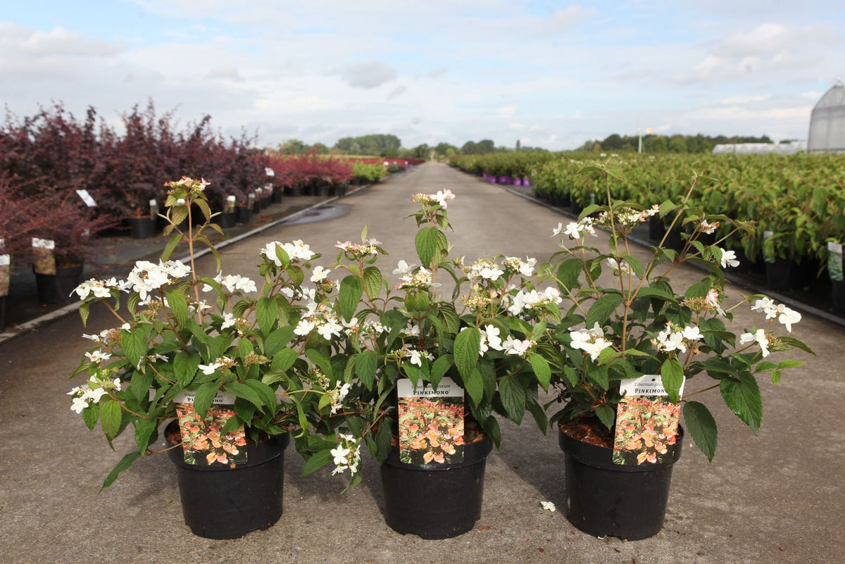 Viburnum plicatum PINKIMONO (PBR)