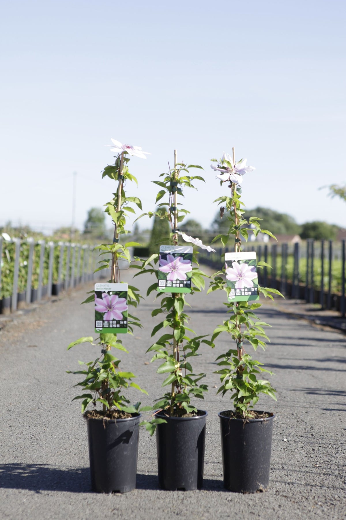 Clematis 'Nelly Moser'