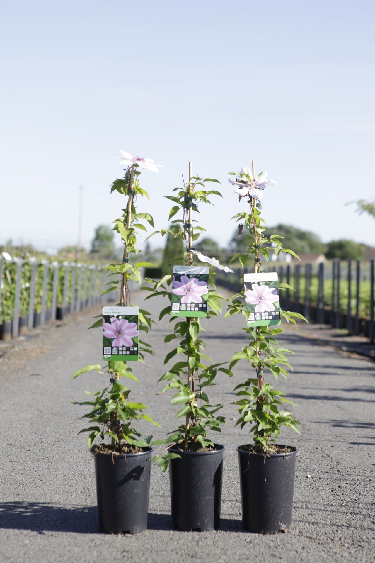 Clematis 'Nelly Moser'