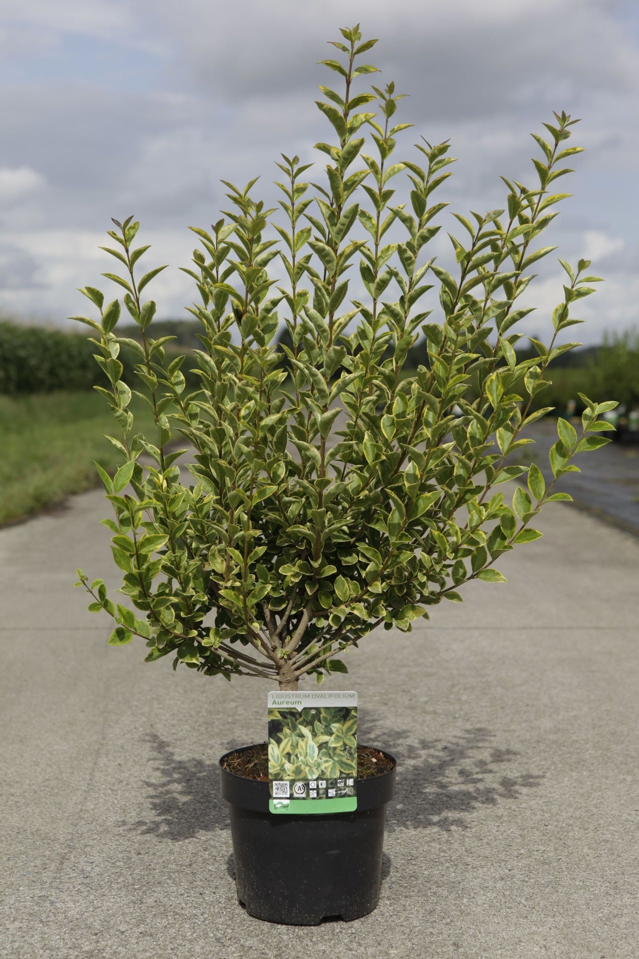 Ligustrum ovalifolium 'Aureum'