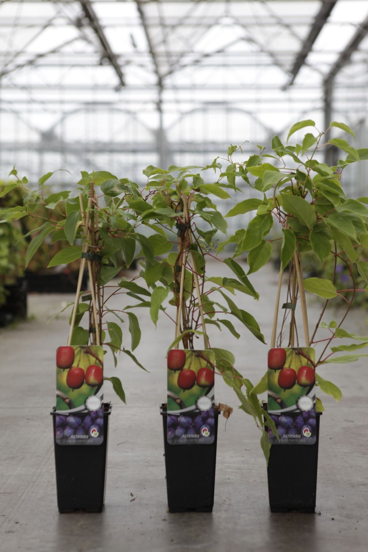 Actinidia arguta 'Ken's Red'
