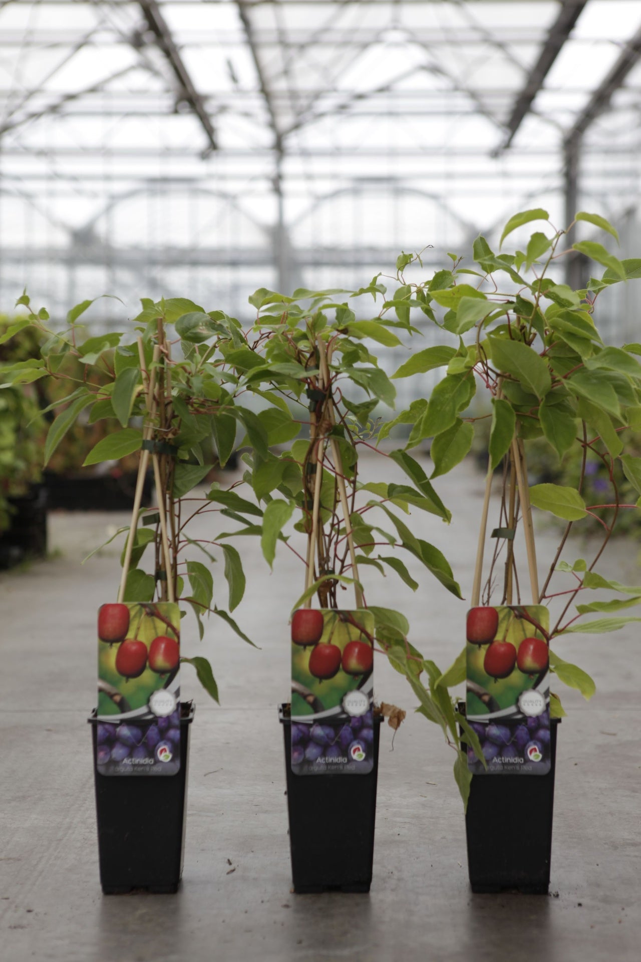 Actinidia arguta 'Ken's Red'