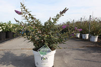 Buddleja davidii Proven Winners© 'Blue Chip' (PBR)