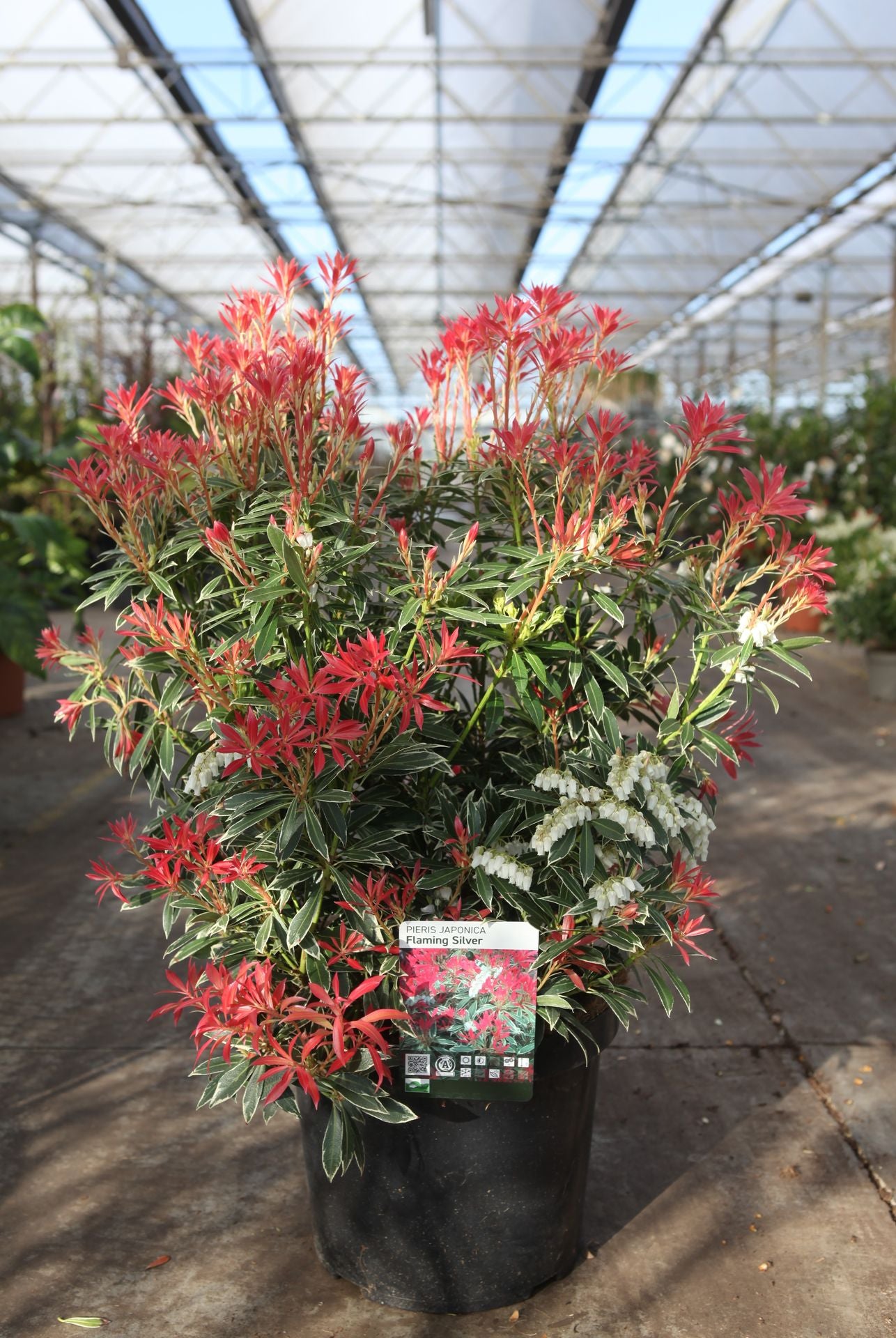 Pieris japonica 'Flaming Silver'