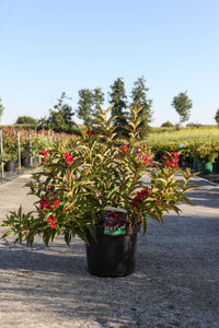 Weigela NAIN ROUGE©