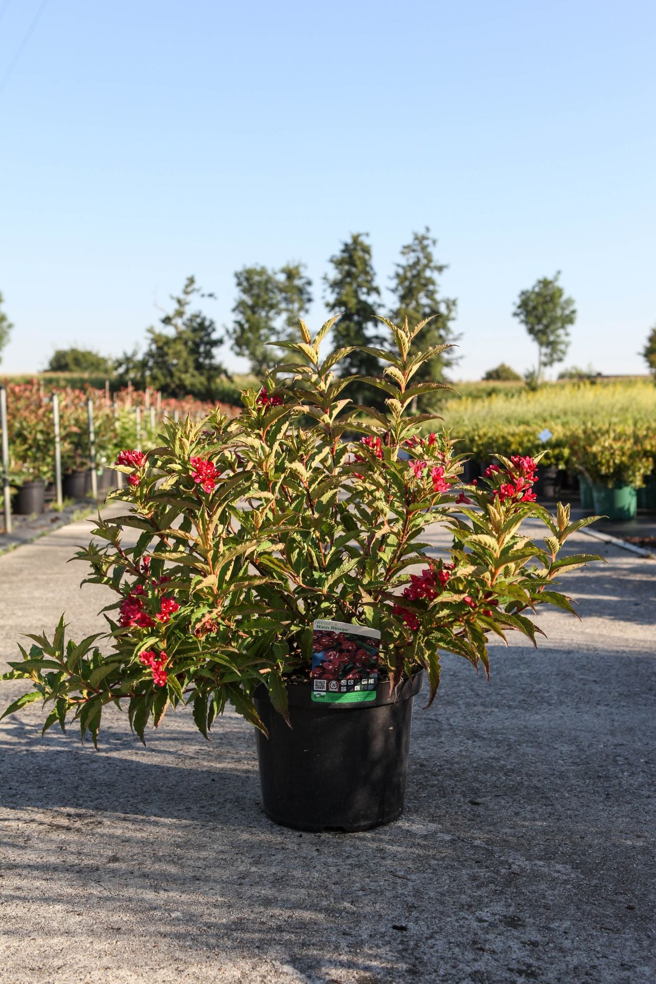 Weigela NAIN ROUGE©