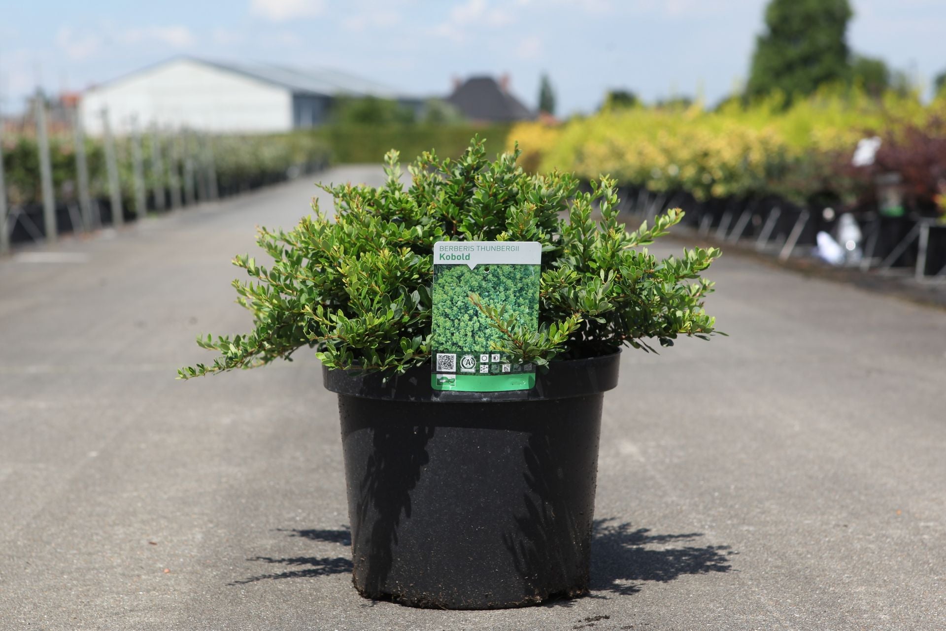Berberis thunbergii 'Kobold'