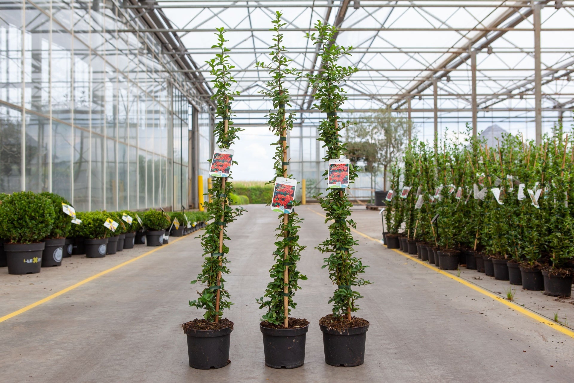 Pyracantha 'Orange Glow'