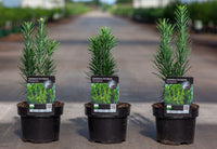 Cephalotaxus harringtonia 'Fastigiata'