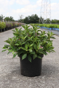 Weigela florida PINK POPPET (PBR)