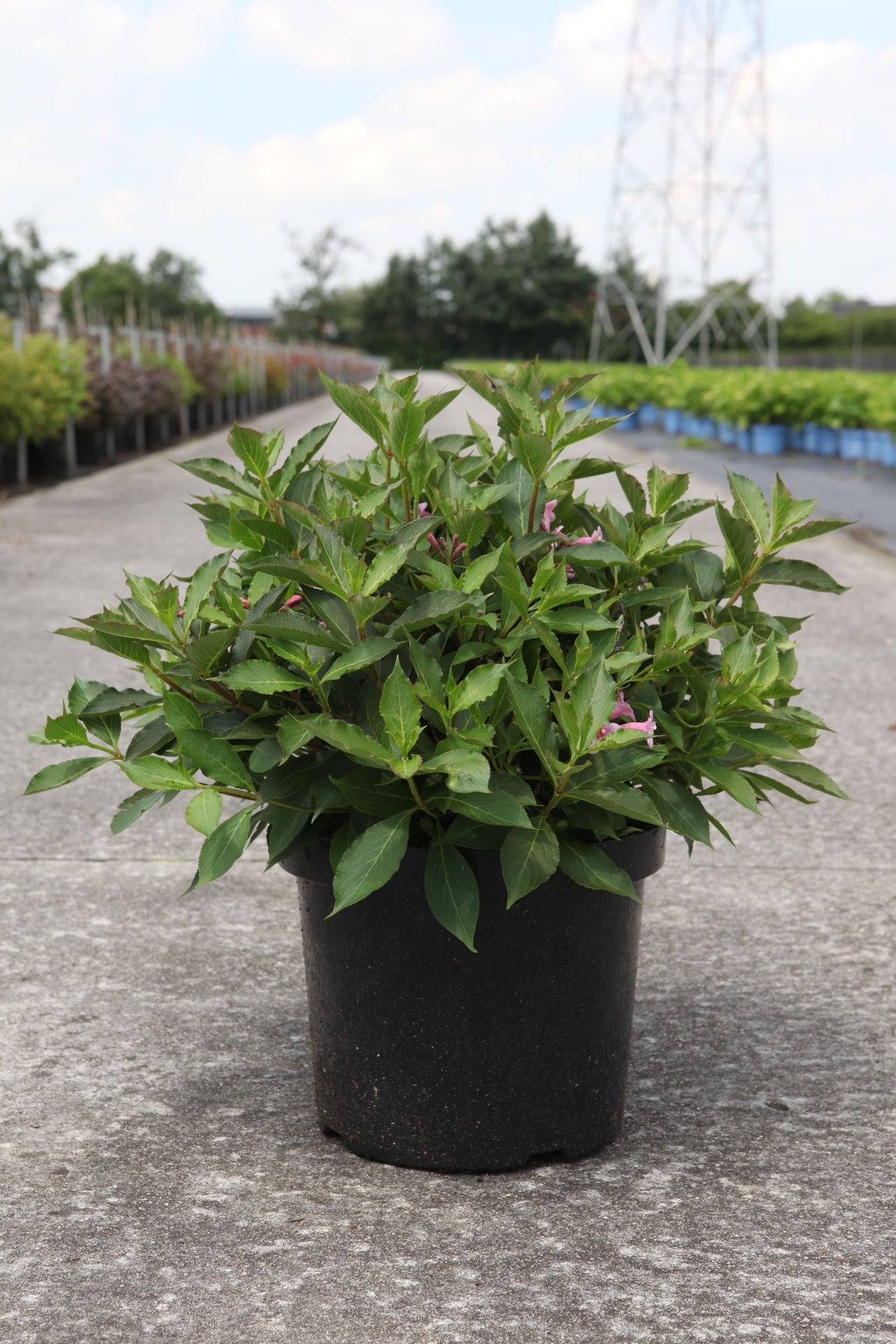Weigela florida PINK POPPET (PBR)
