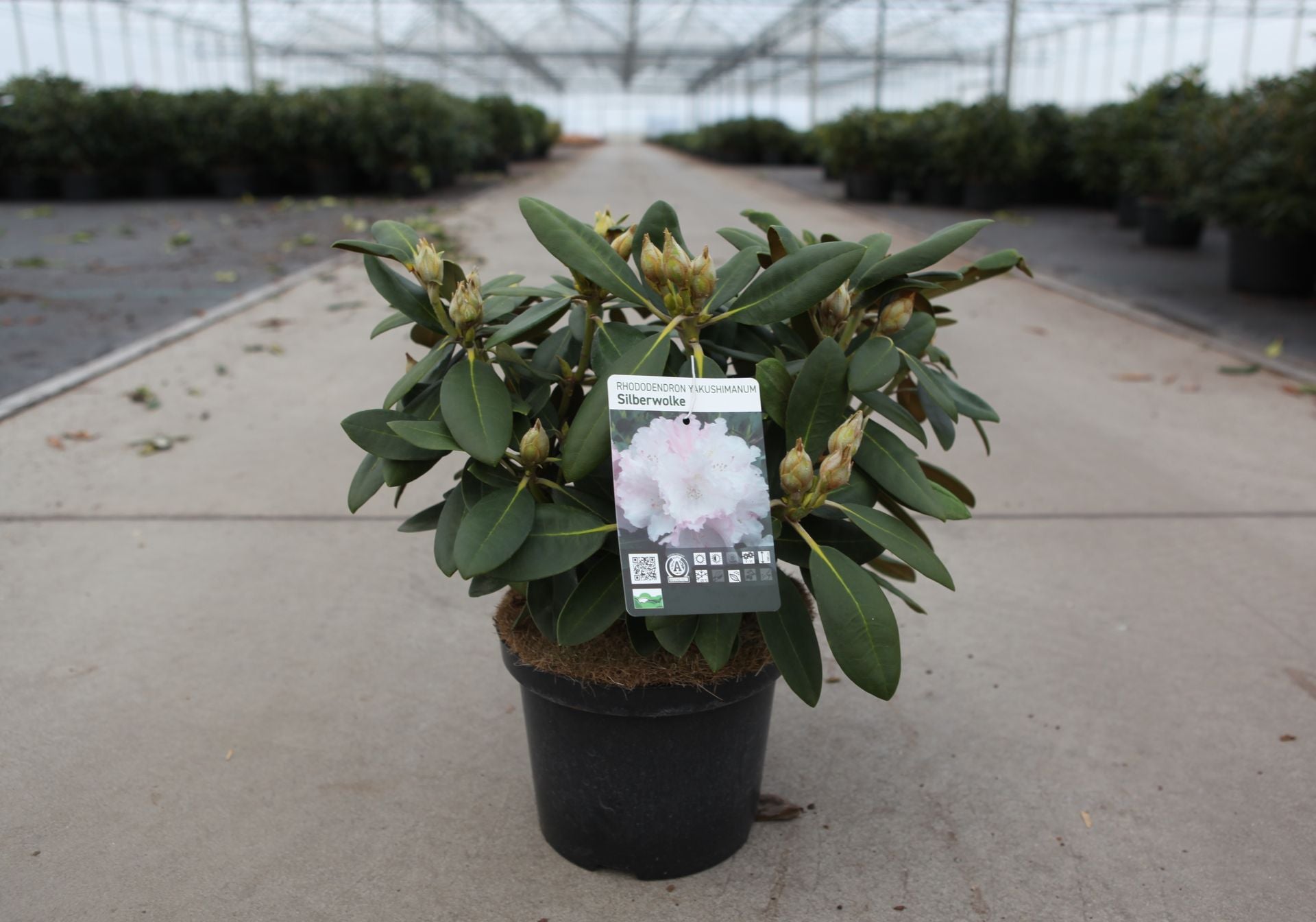 Rhododendron (Y) 'Silberwolke'