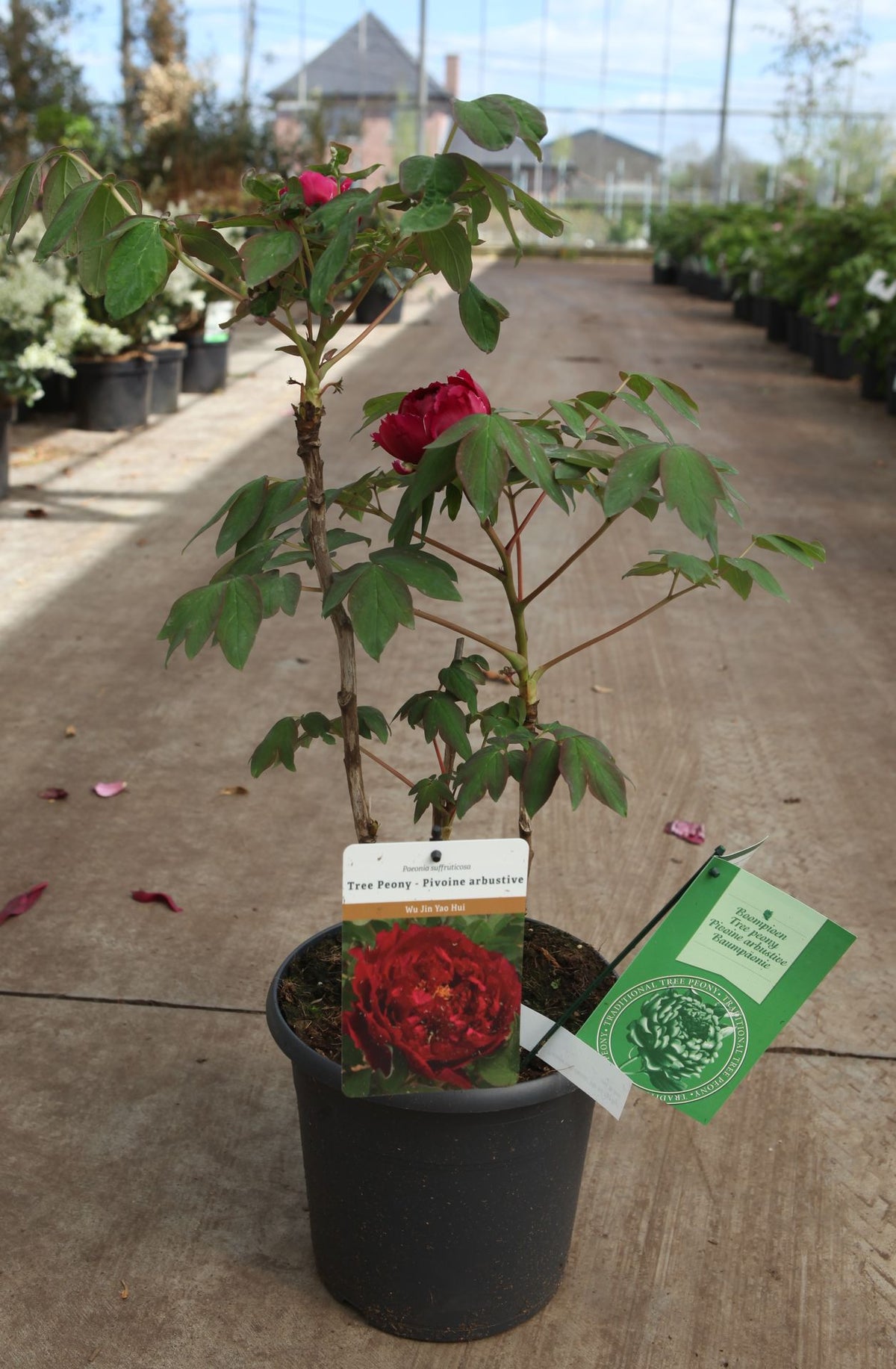 Paeonia suffruticosa 'Wu Jin Yao Hui'