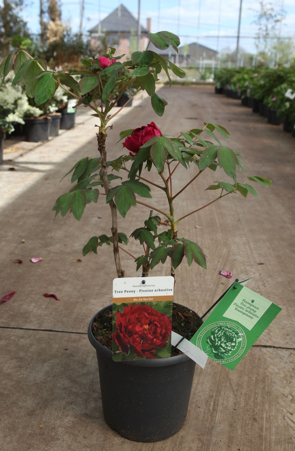 Paeonia suffruticosa 'Wu Jin Yao Hui'