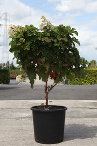 Hydrangea quercifolia First Editions© 'Jetstream©'