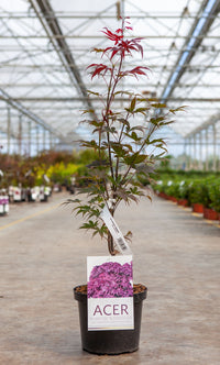 Acer palmatum 'Bloodgood'