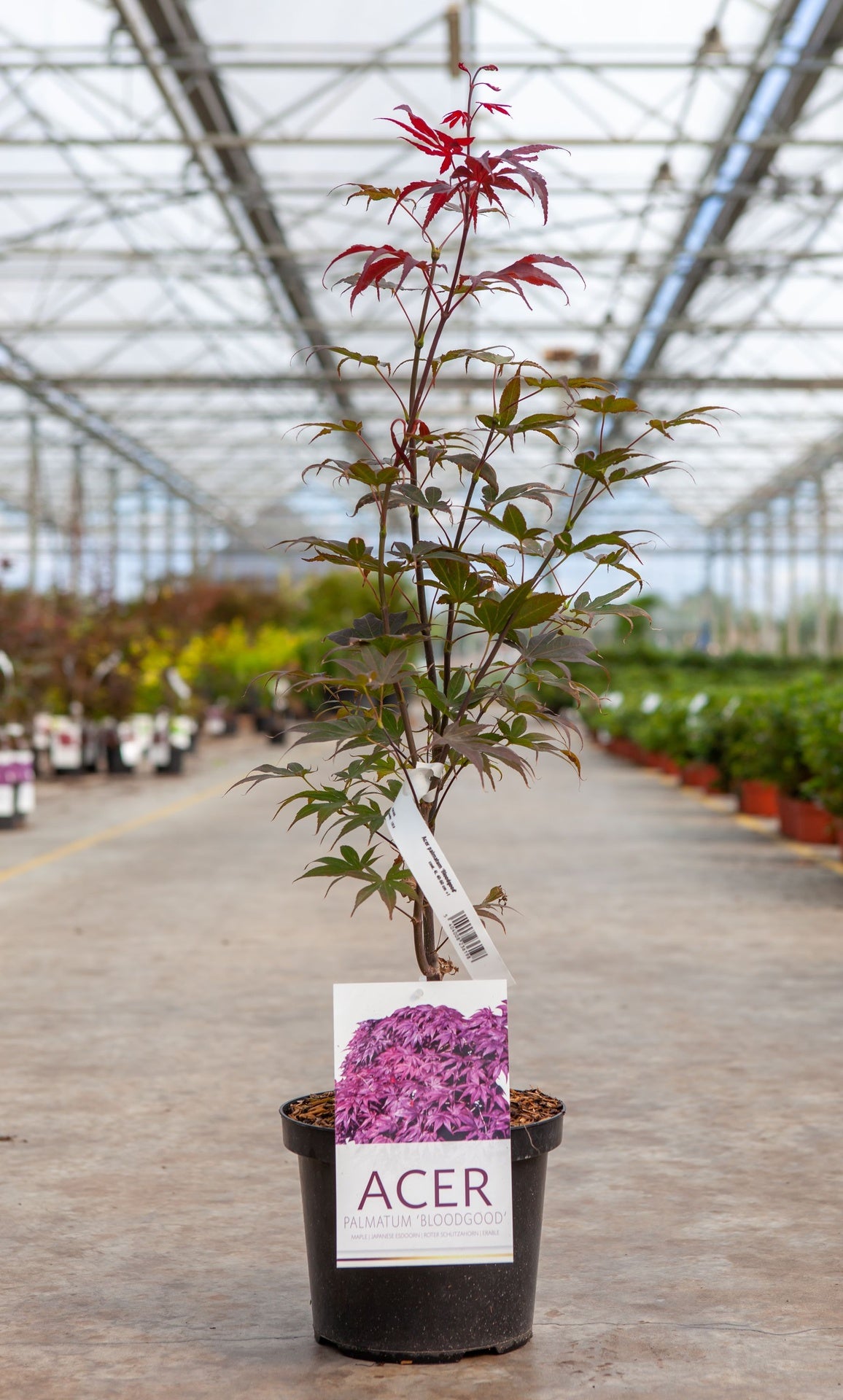Acer palmatum 'Bloodgood'