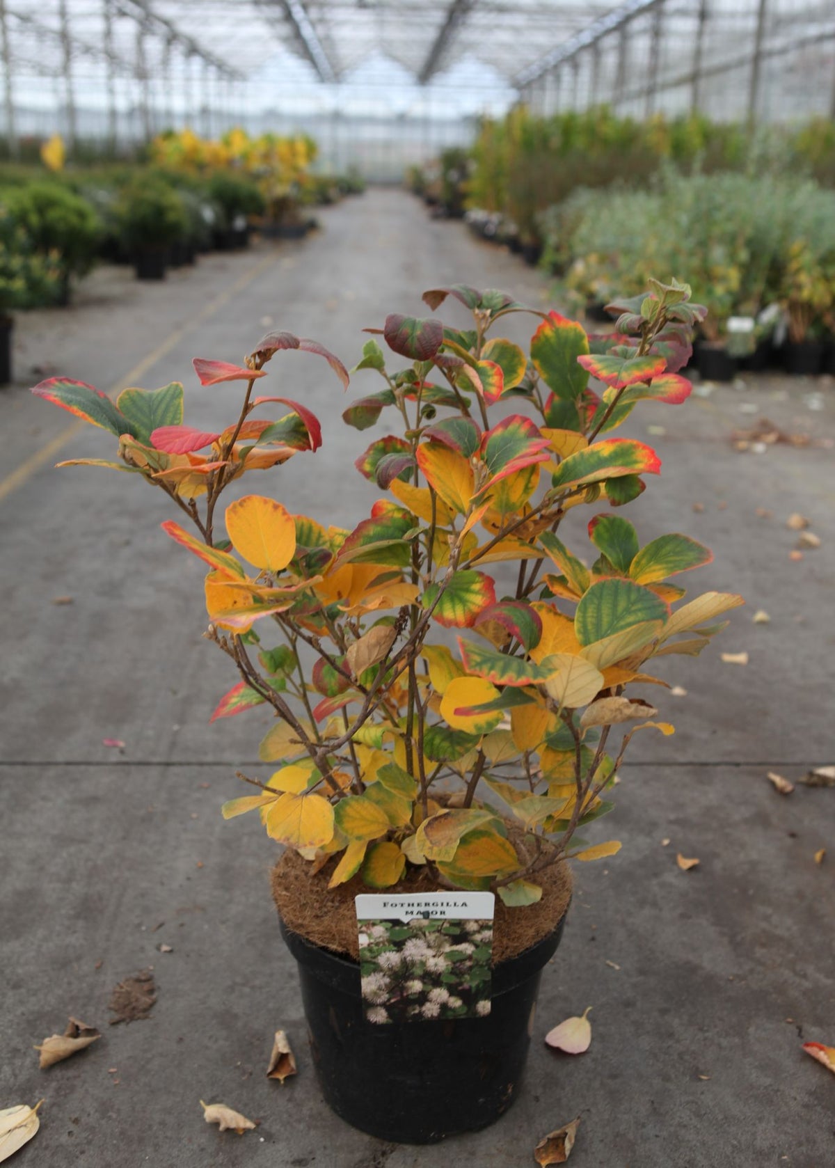 Fothergilla major