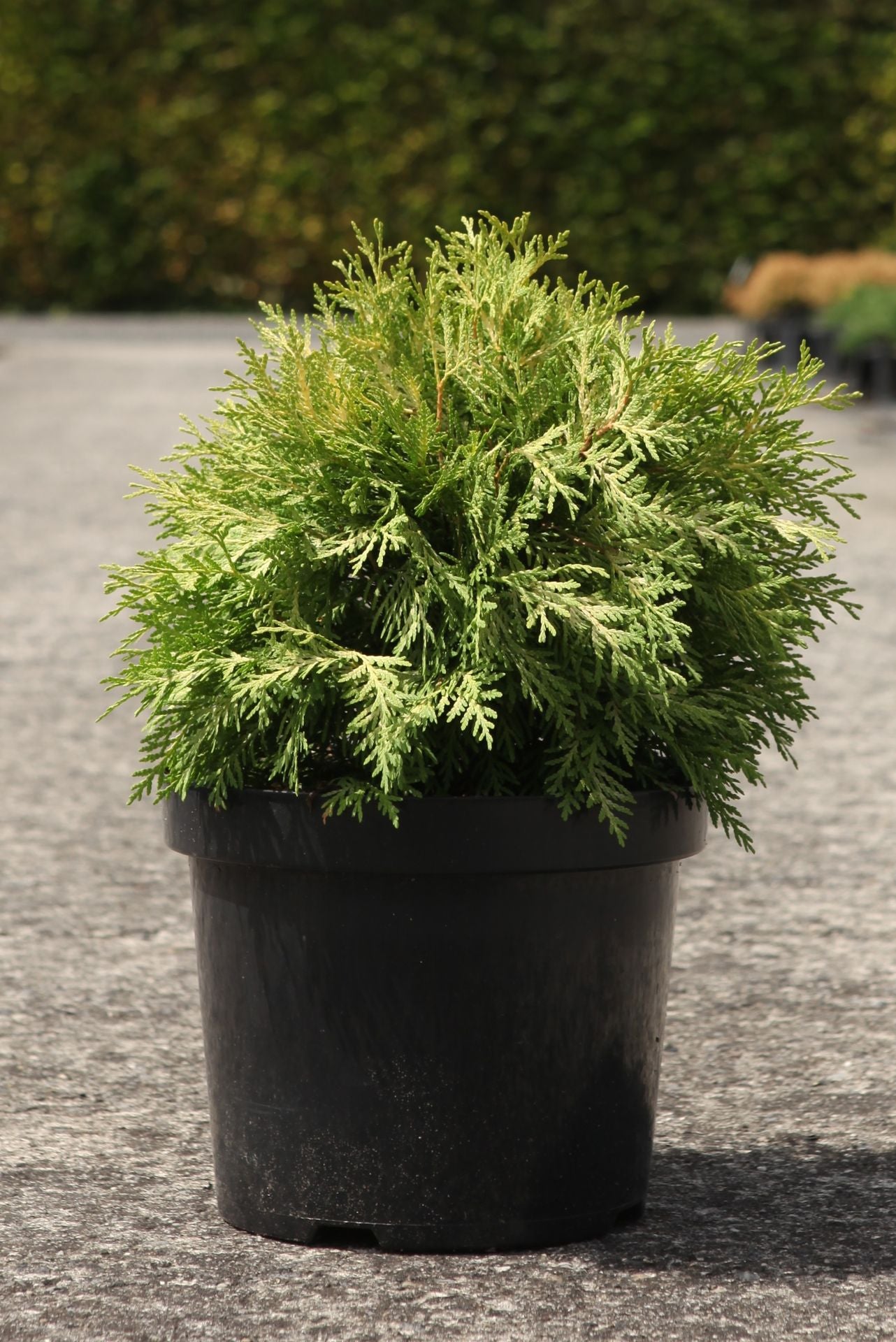 Thuja occidentalis 'Danica Aurea'