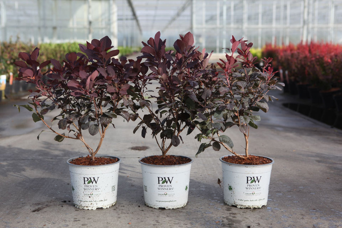 Cotinus coggygria Proven Winners© WINECRAFT BLACK (PBR)