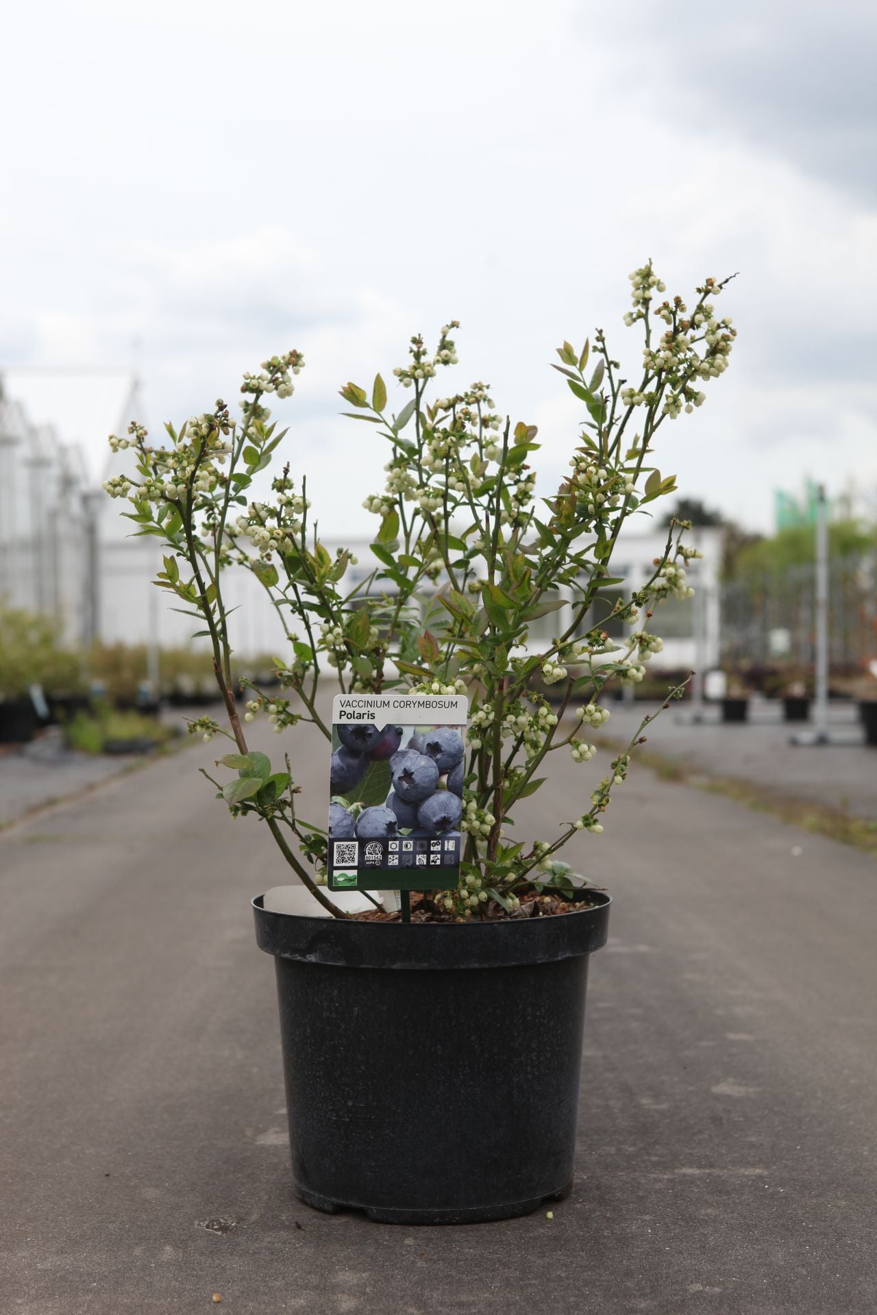 Vaccinium corymbosum 'Polaris'