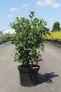 Quercus ilex