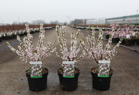 Prunus tomentosa
