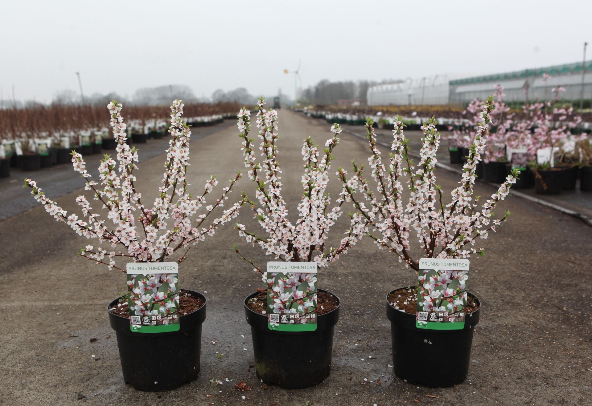 Prunus tomentosa
