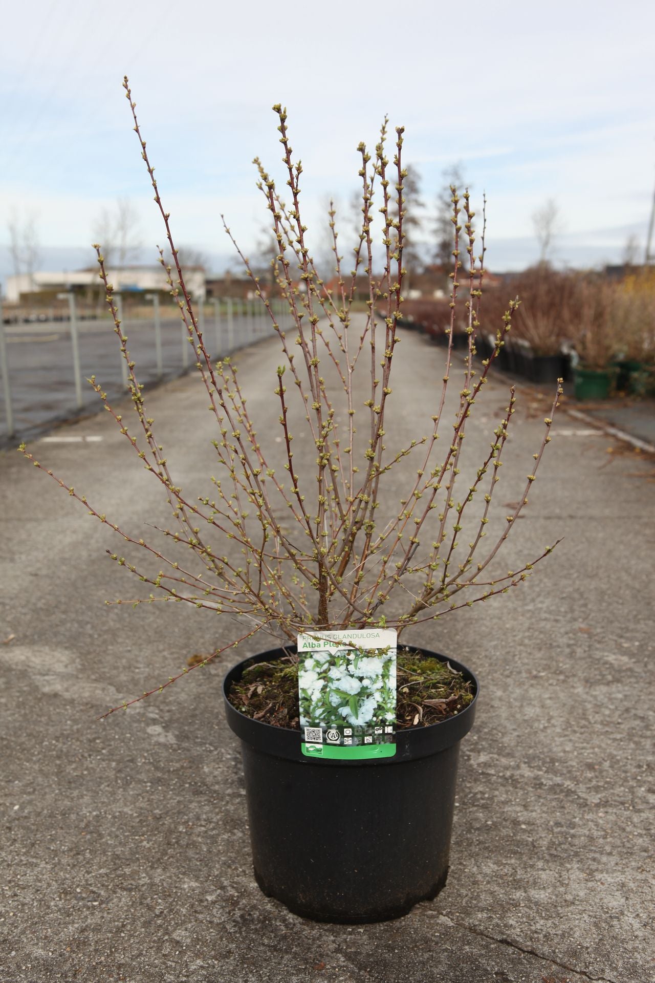 Prunus glandulosa 'Alba Plena'