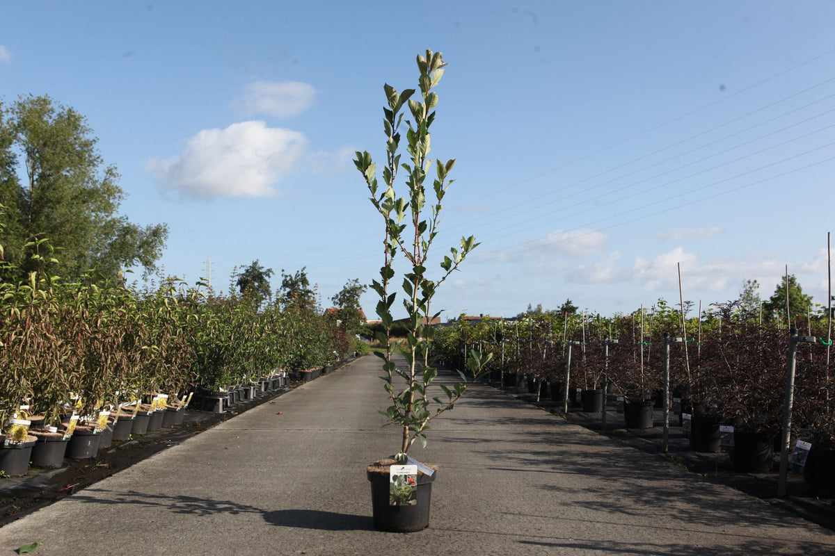Crataegus lavalleei 'Carrierei'