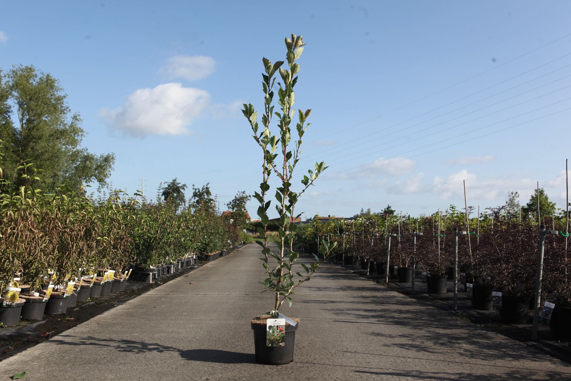 Crataegus lavalleei 'Carrierei'
