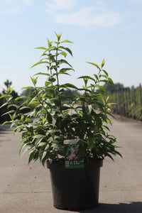 Deutzia hybrida 'Strawberry Fields'