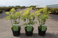 Sambucus nigra GOLDEN TOWER (PBR)