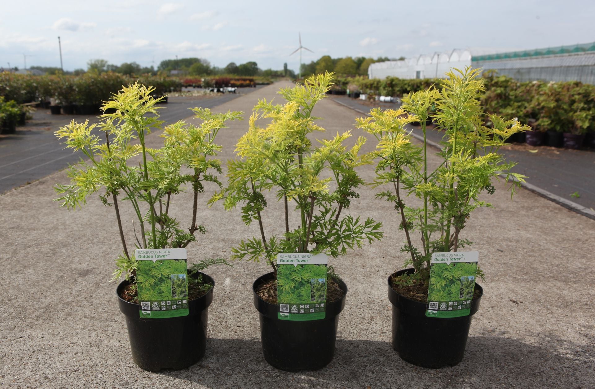 Sambucus nigra GOLDEN TOWER (PBR)