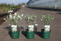 Exochorda racemosa 'Niagara' (PBR)