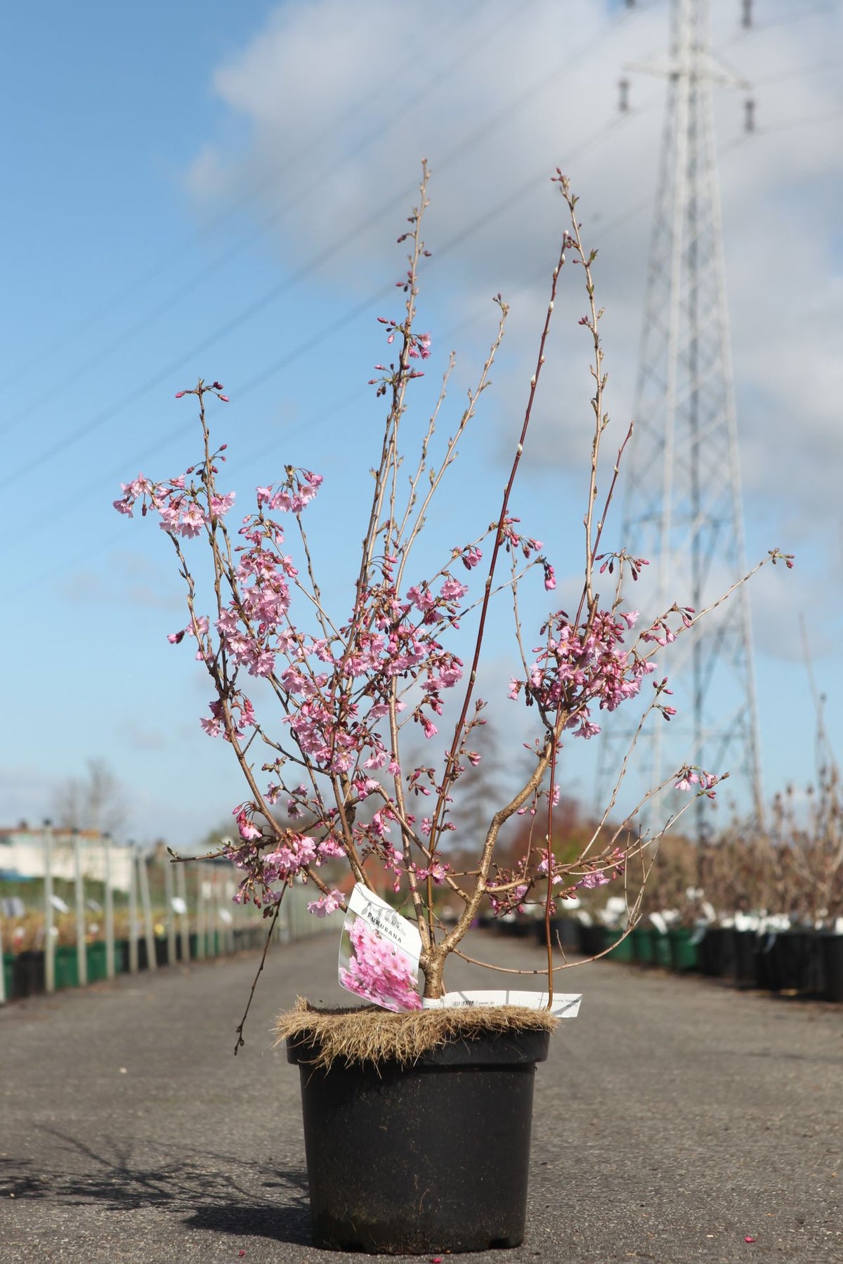 Prunus subhirtella 'Fukubana'