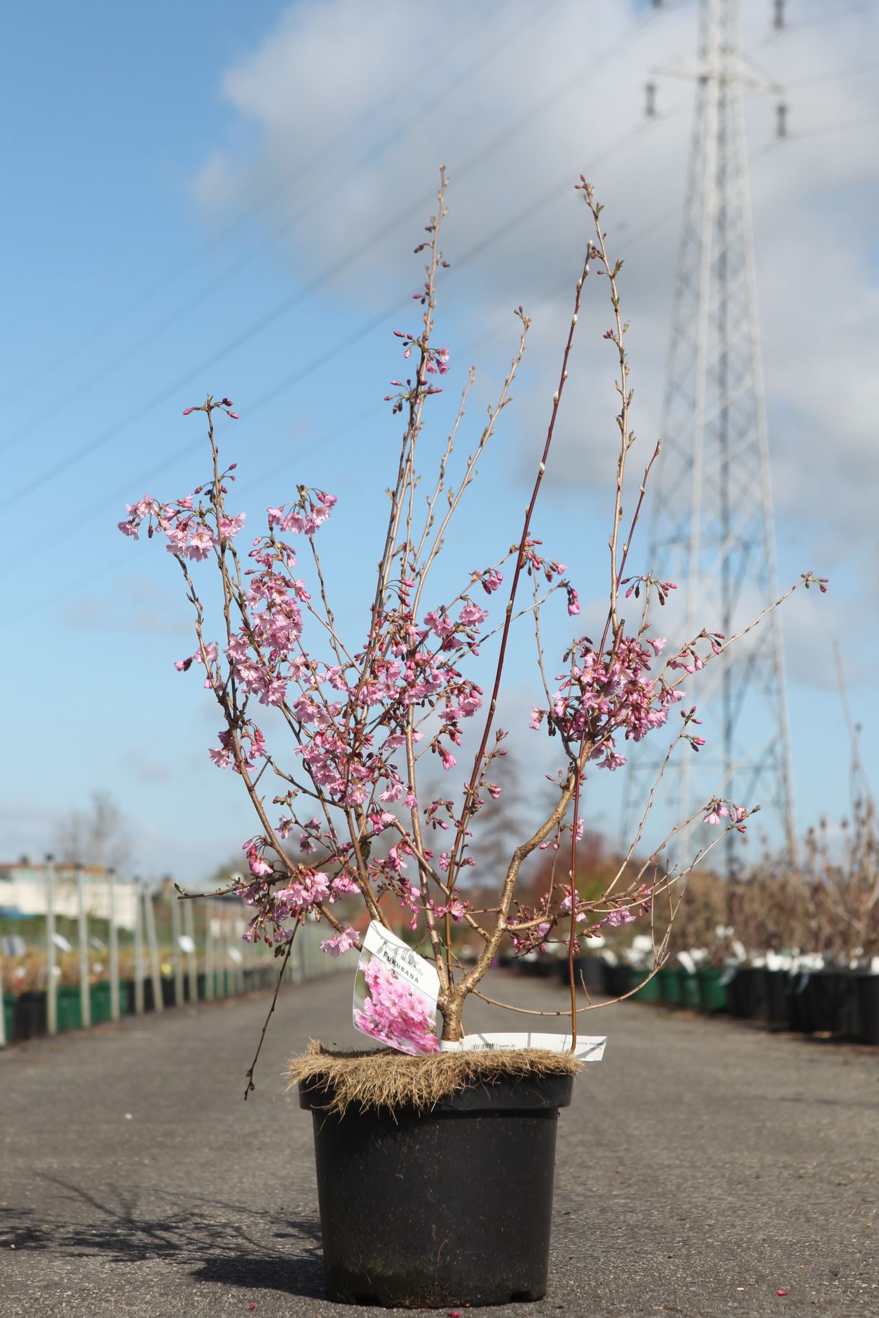 Prunus subhirtella 'Fukubana'
